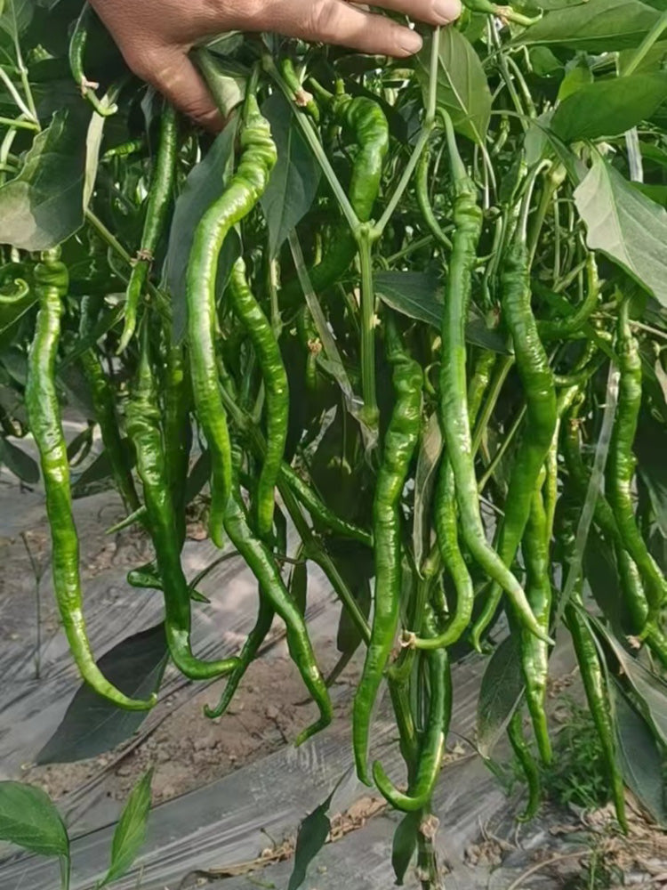 Spiral Spicy Line Pepper