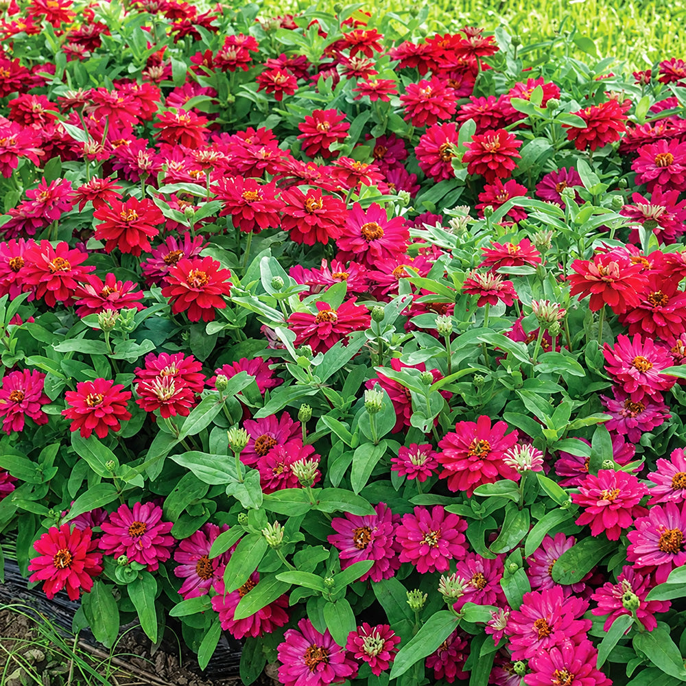 W1338 Double Zahara Cherry Zinnia