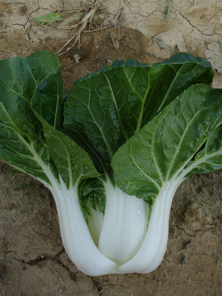 Fresh Sweet Bok Choy