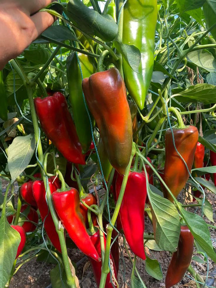 Premium Spicy Red Pickled Pepper