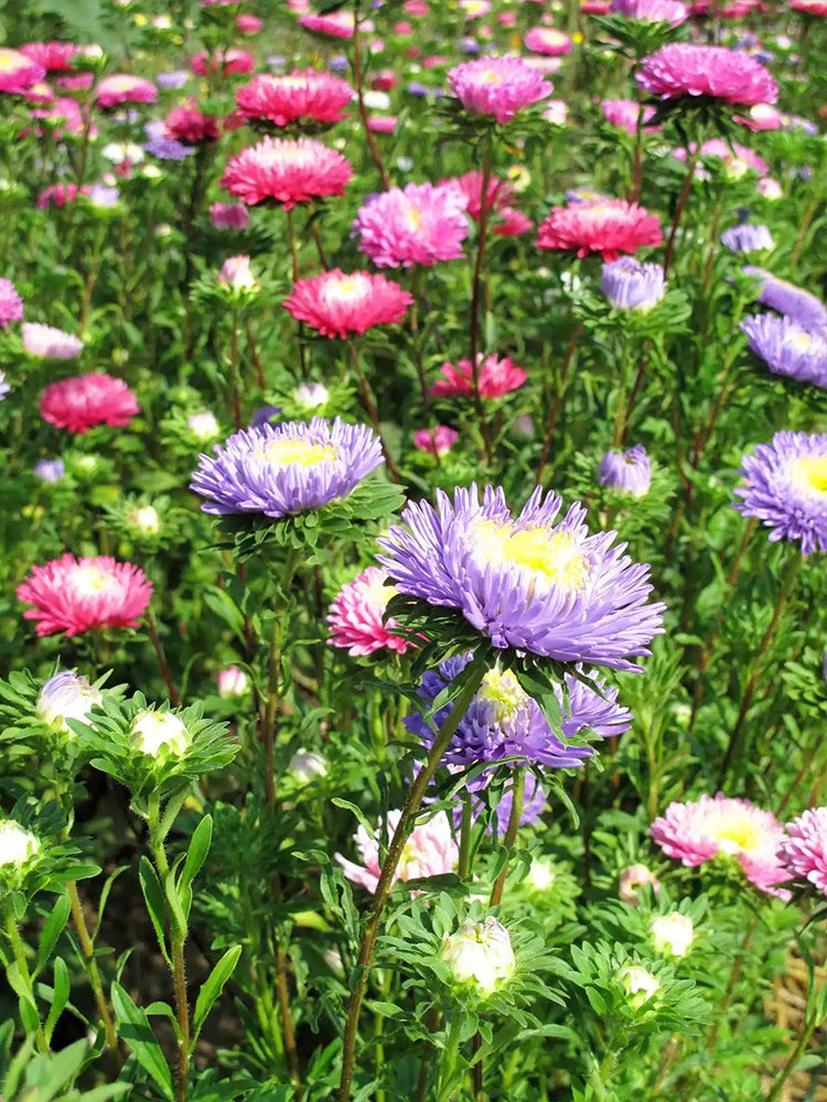 Hezhichun Mixed Color China Aster