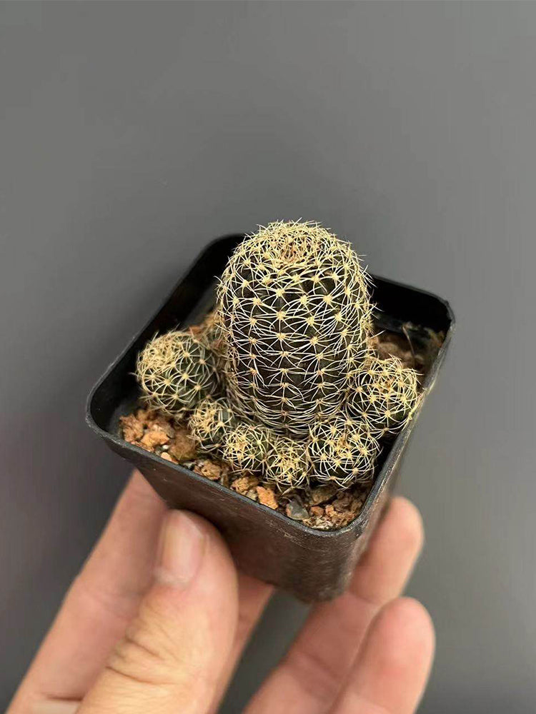 Lobivia arachnacantha