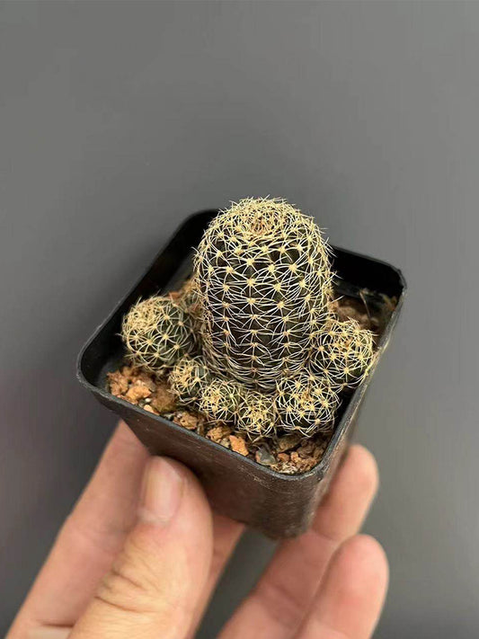 Lobivia arachnacantha