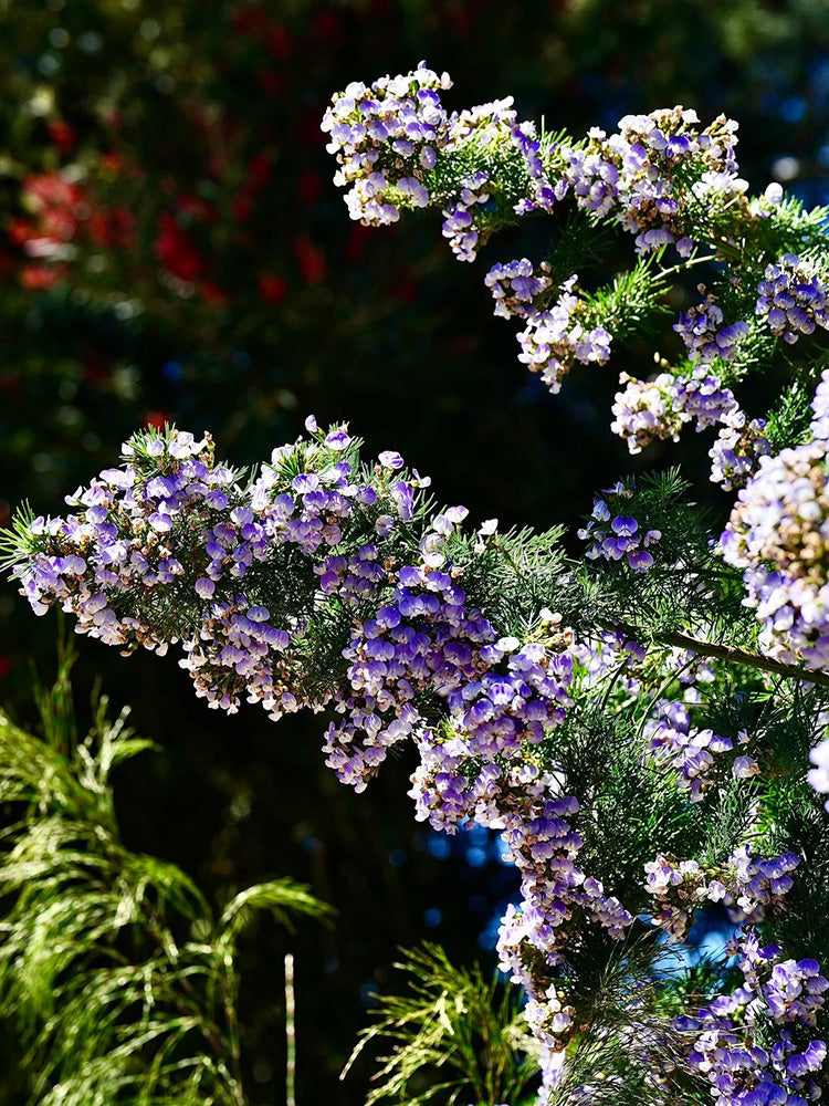 Feather-leaved Psoralea