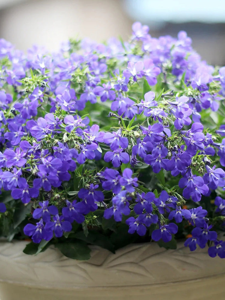 Blue-Purple Lobelia