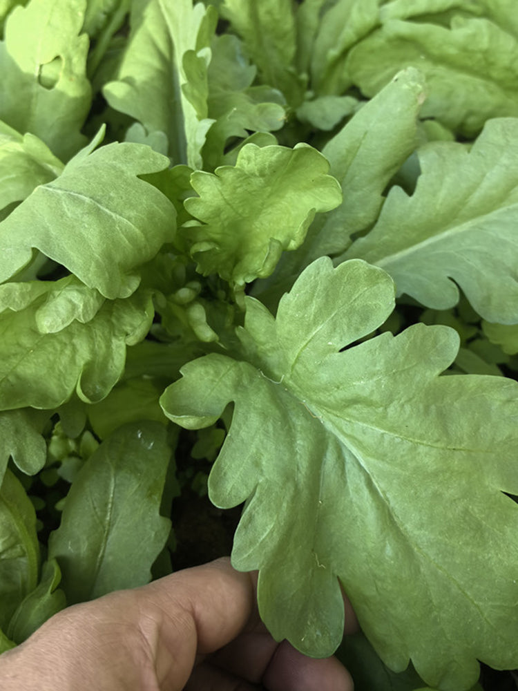 'Jiemei' Large-Leaf Garland Chrysanthemum