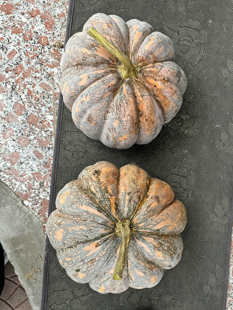 'Jing Xiangmi 201' Pumpkin