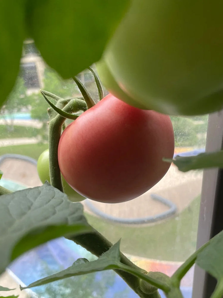 Super Sweet Pink Beauty Tomato
