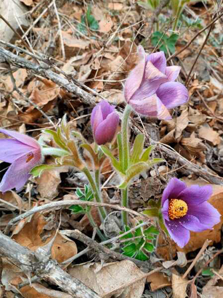 Pulsatilla chinensis