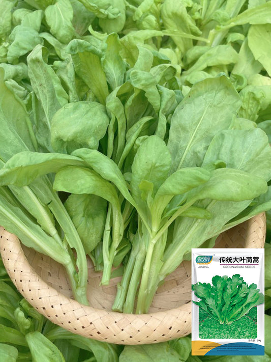 Large-Leaf Garland Chrysanthemum