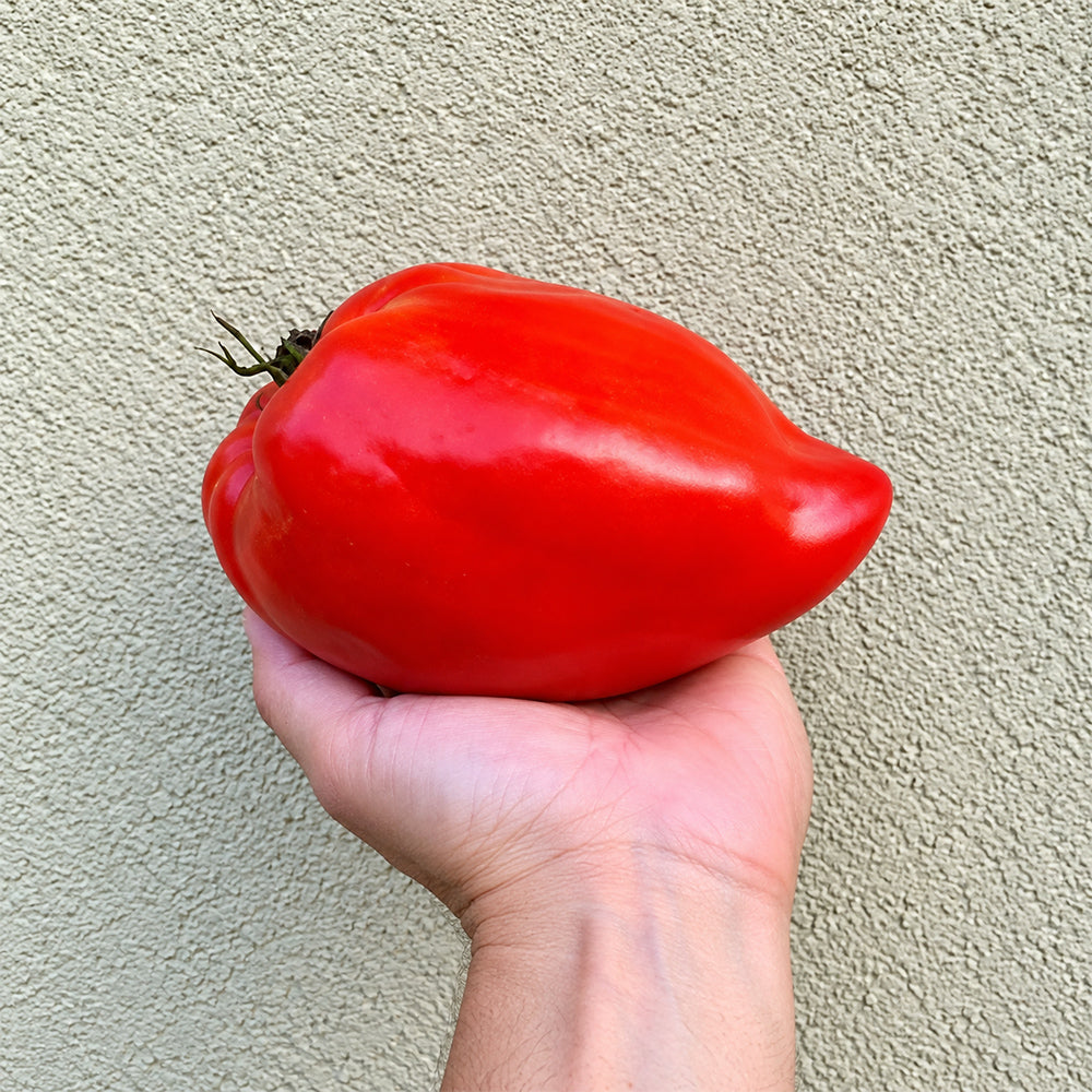 387 Cuore Antico di Acqui Terme Tomato