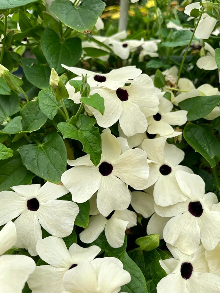 White Sunrise Black Eyed Susan Vine