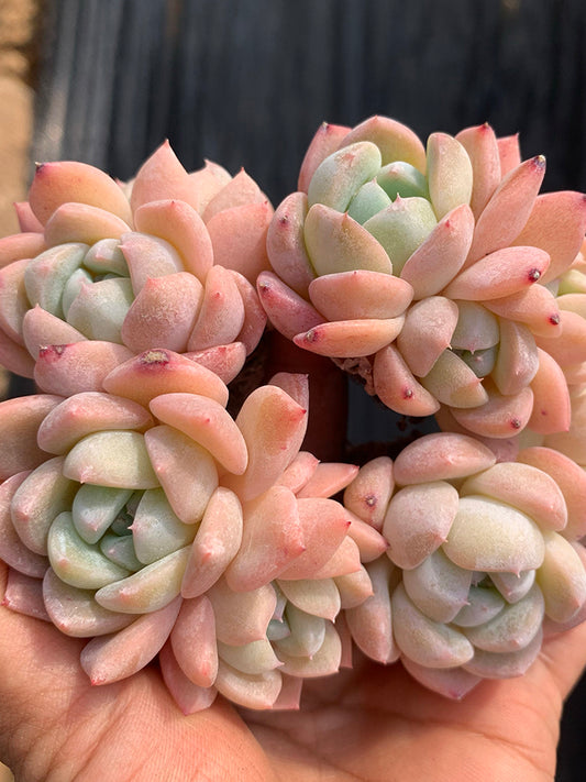 Echeveria cv. 'Snow of Dreams'