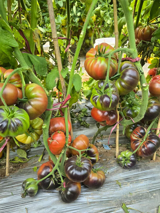 1025 Cosmic Trail F5 Tomato