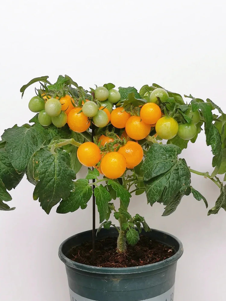 Potted Dwarf Yellow Tomato