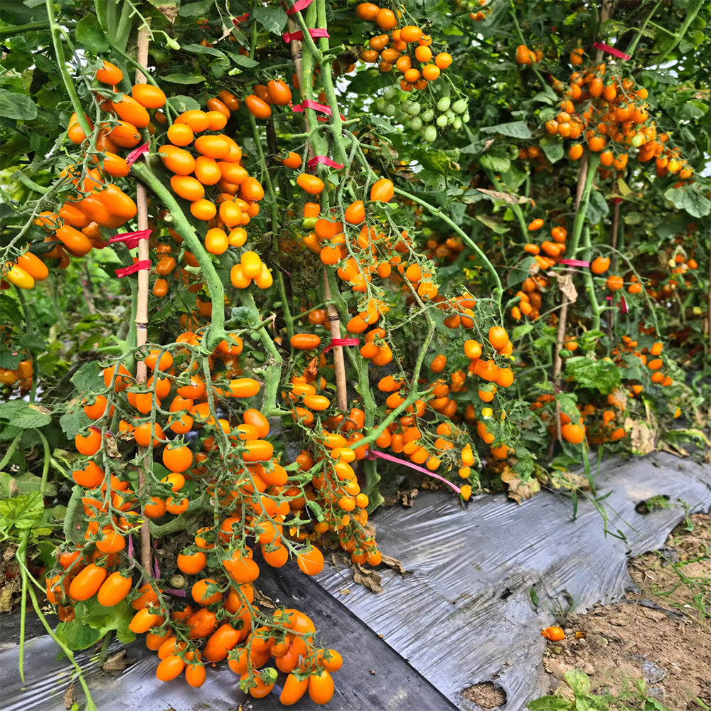 165 Orange Fountain Tomato