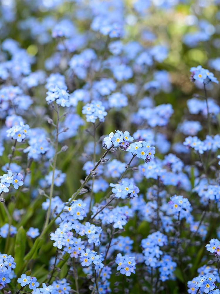 Blue Alpine Forget-Me-Not