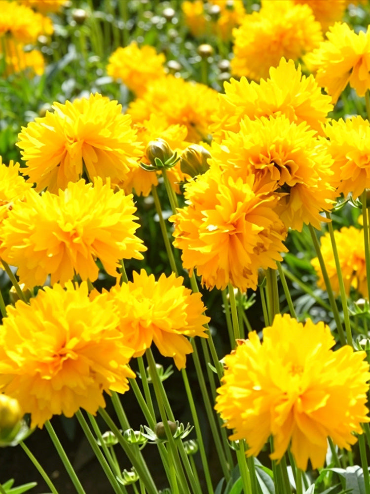 Large-Flowered Tickseed