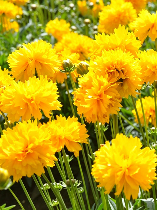 Large-Flowered Tickseed