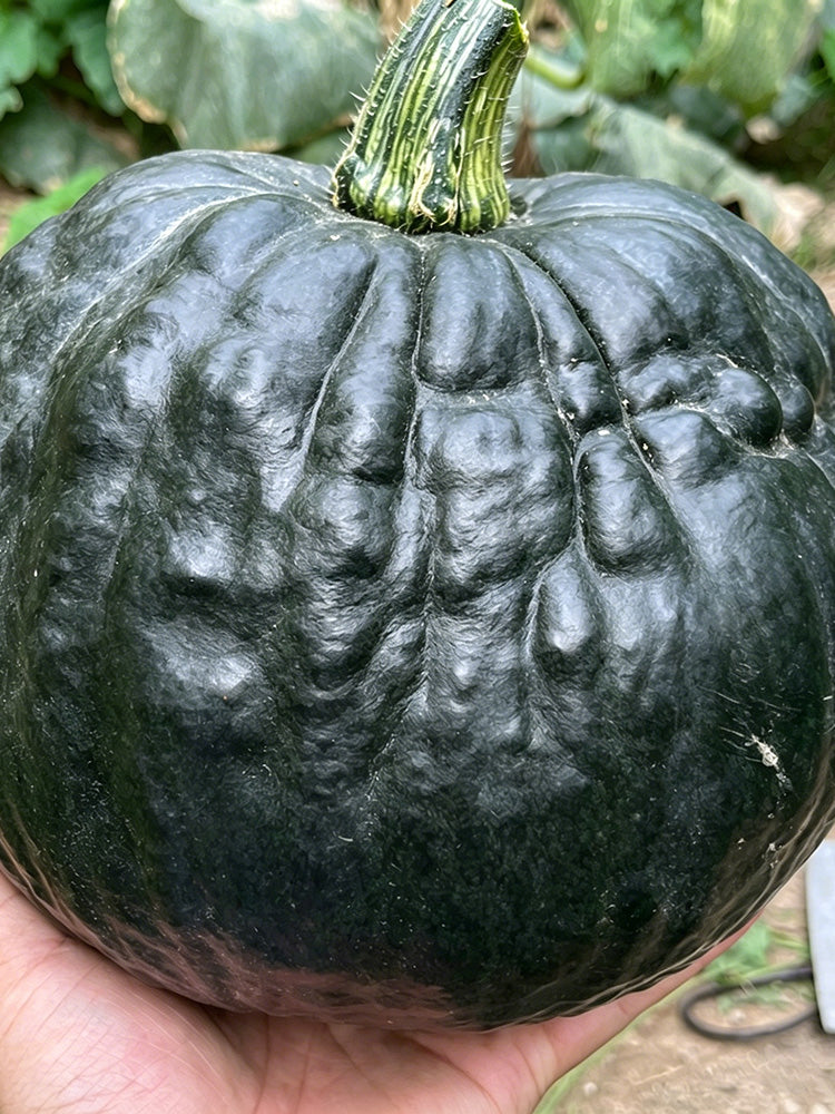 Sweet as Honey Pumpkin