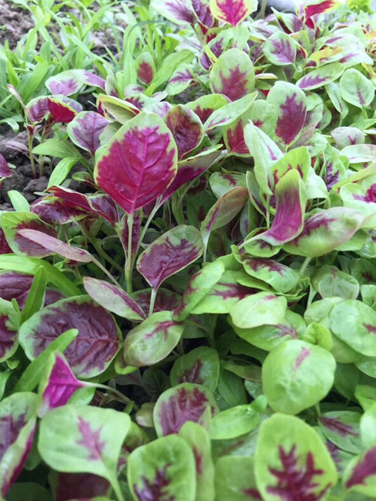 Red-Green Round-leaf Amaranth