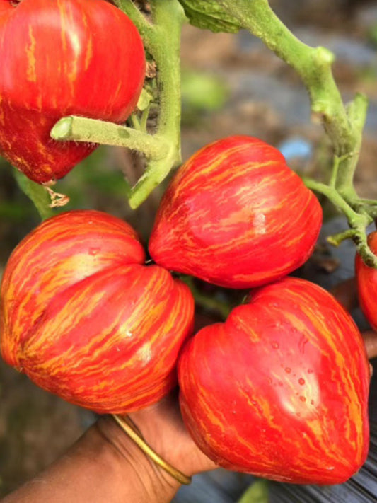 'Dwarf Stone Creek Heart' Tomato