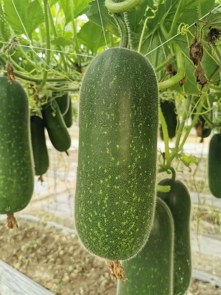 Baoxing F1 Hybrid Hairy Gourd