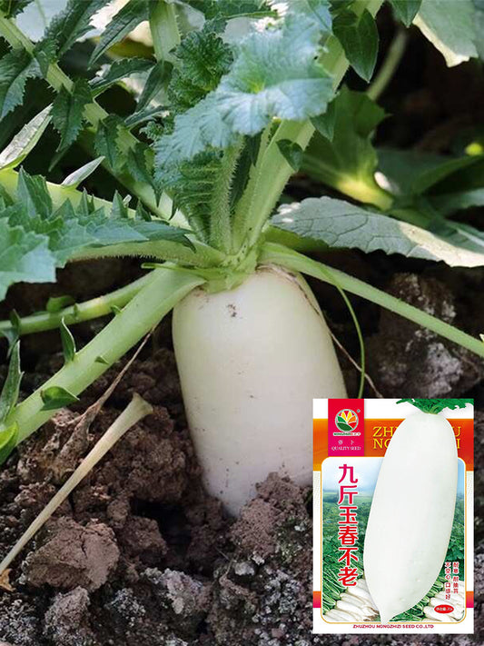 Jiujinyu White Radish
