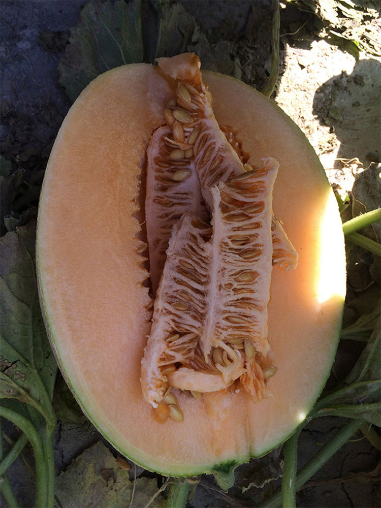 Zhenyu Sweet Melons