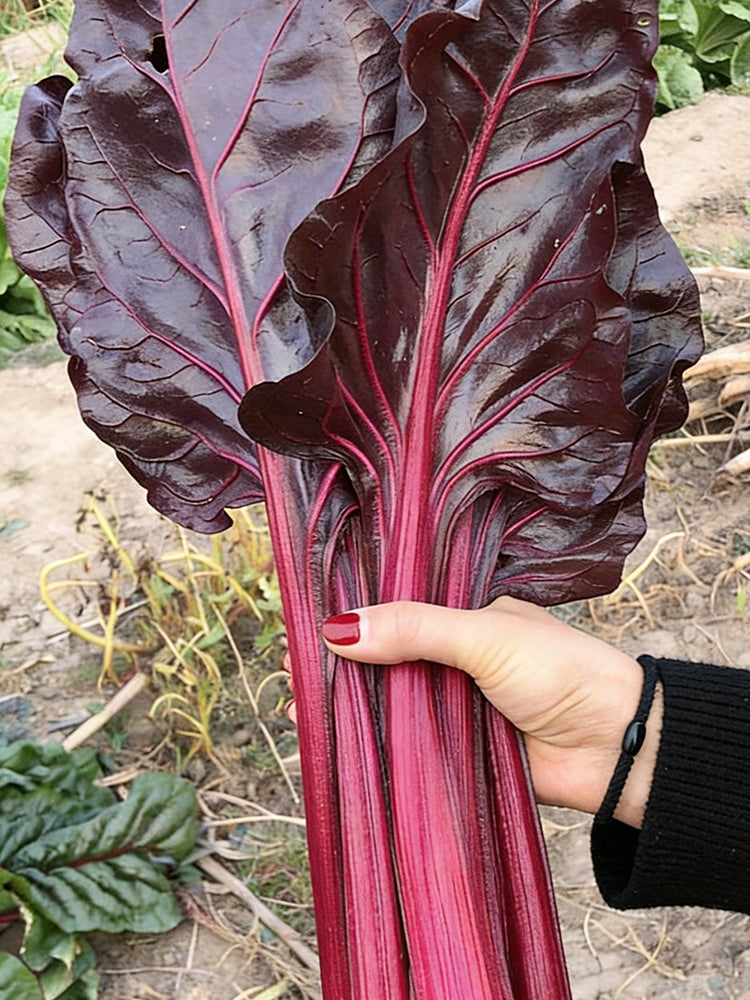Purple Red Leaf Beet