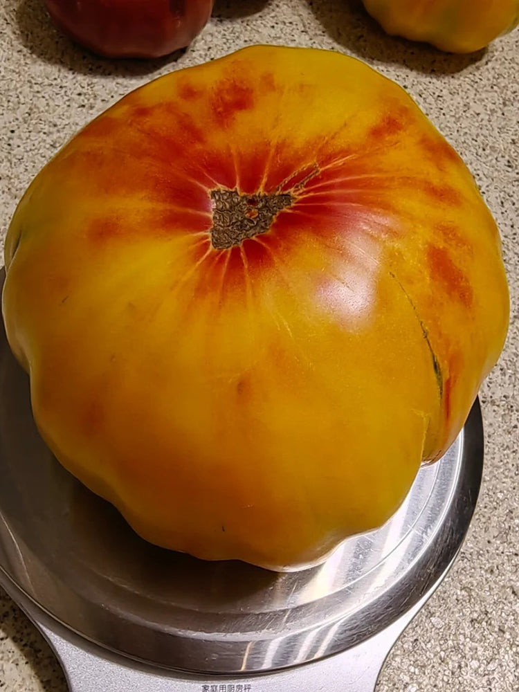 Cocktail Fruit Tomato