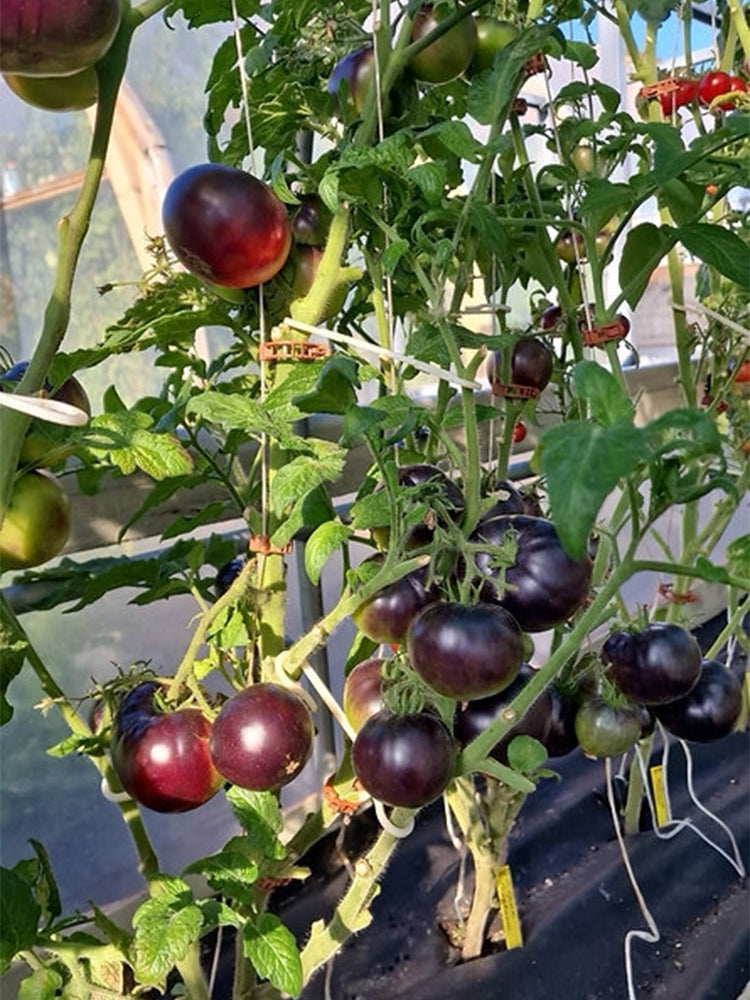 860 Dwarf Gondwana Rose Tomato