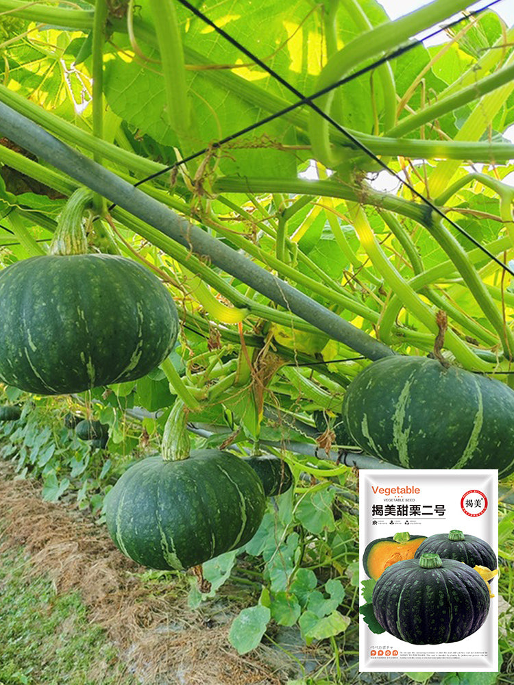 Sweet Chestnut No.2 Pumpkin