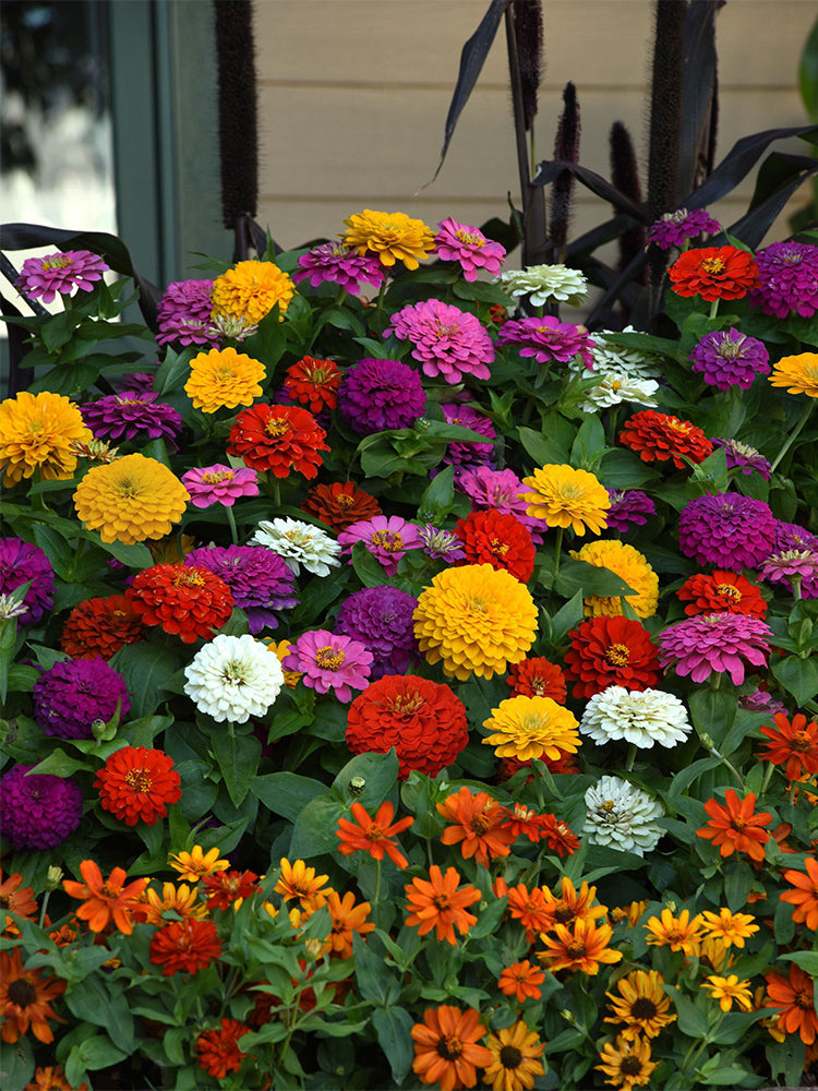He Zhi Chun Zinnia elegans