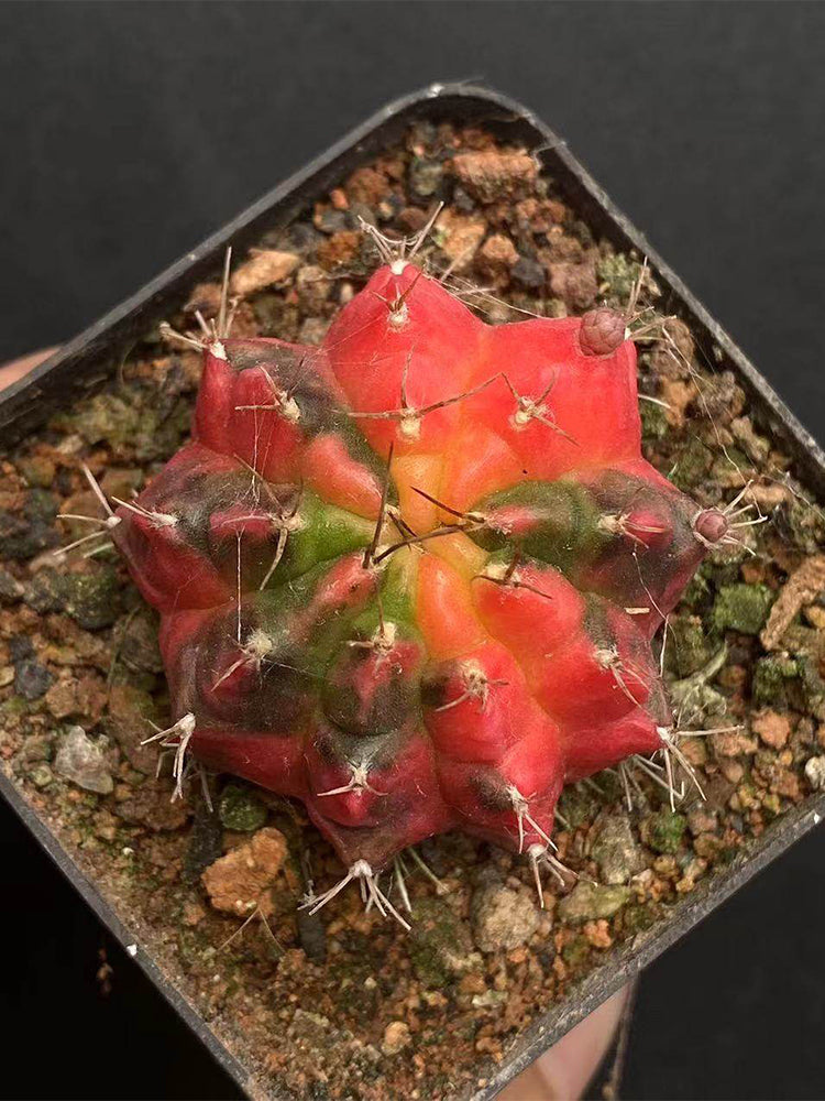 Gymnocalycium mihanovichii Variegata 'Glowing Peony'