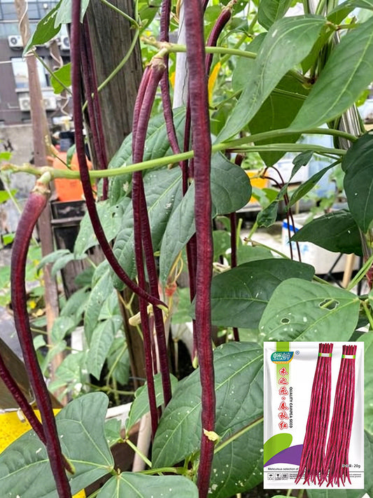 Chunqiu Red Cowpea
