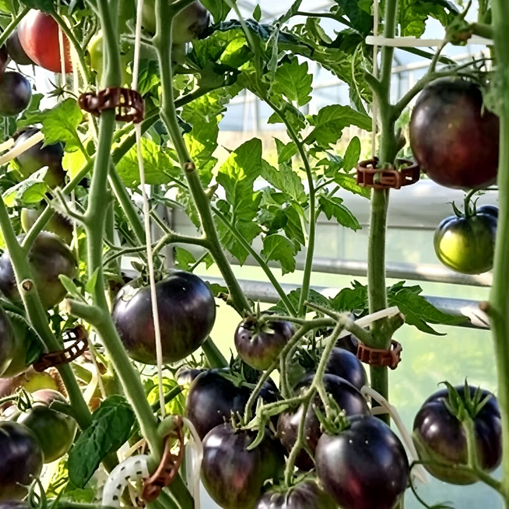 792 Dwarf Gondwana Thunder Tomato