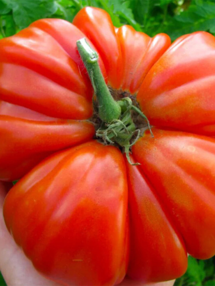 929 Sicilian Saucer Giant Tomato
