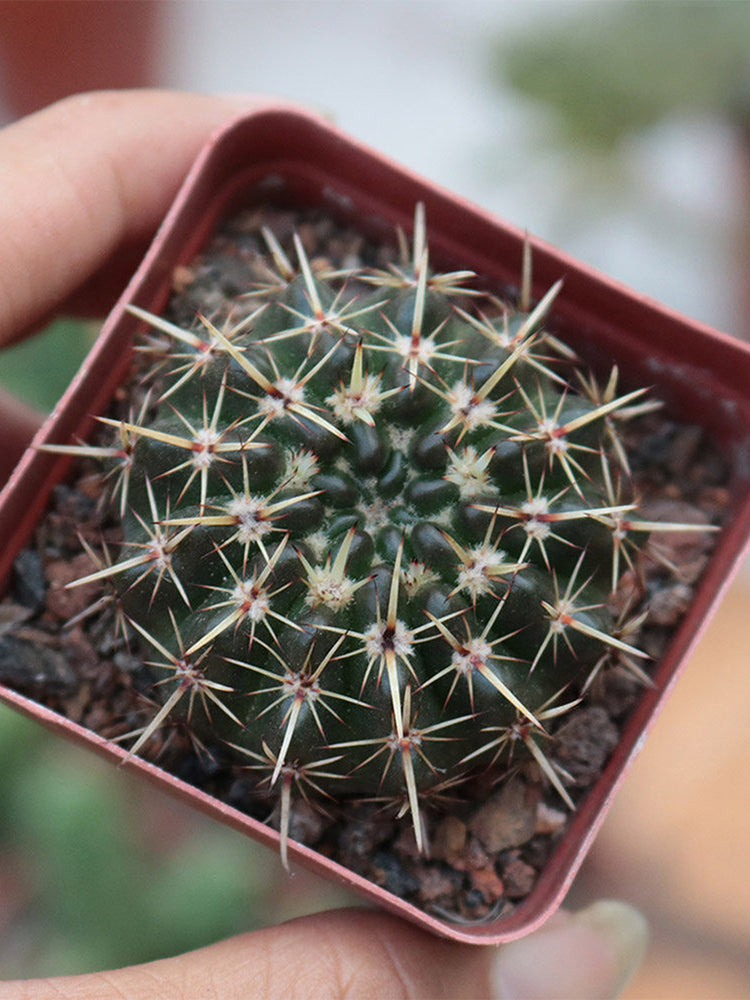 Parodia submammulosus
