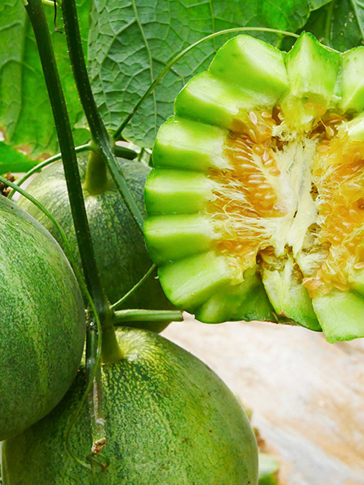 Huajun Emerald Sweet Melon