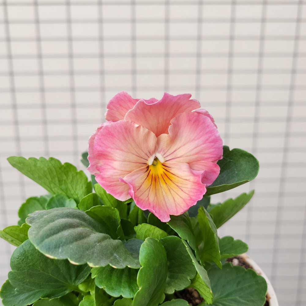 U2335 Imperial Antique Shades F1 Pansy