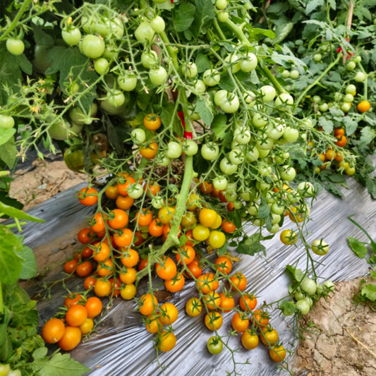 683 Golden Rapunzel Tomato