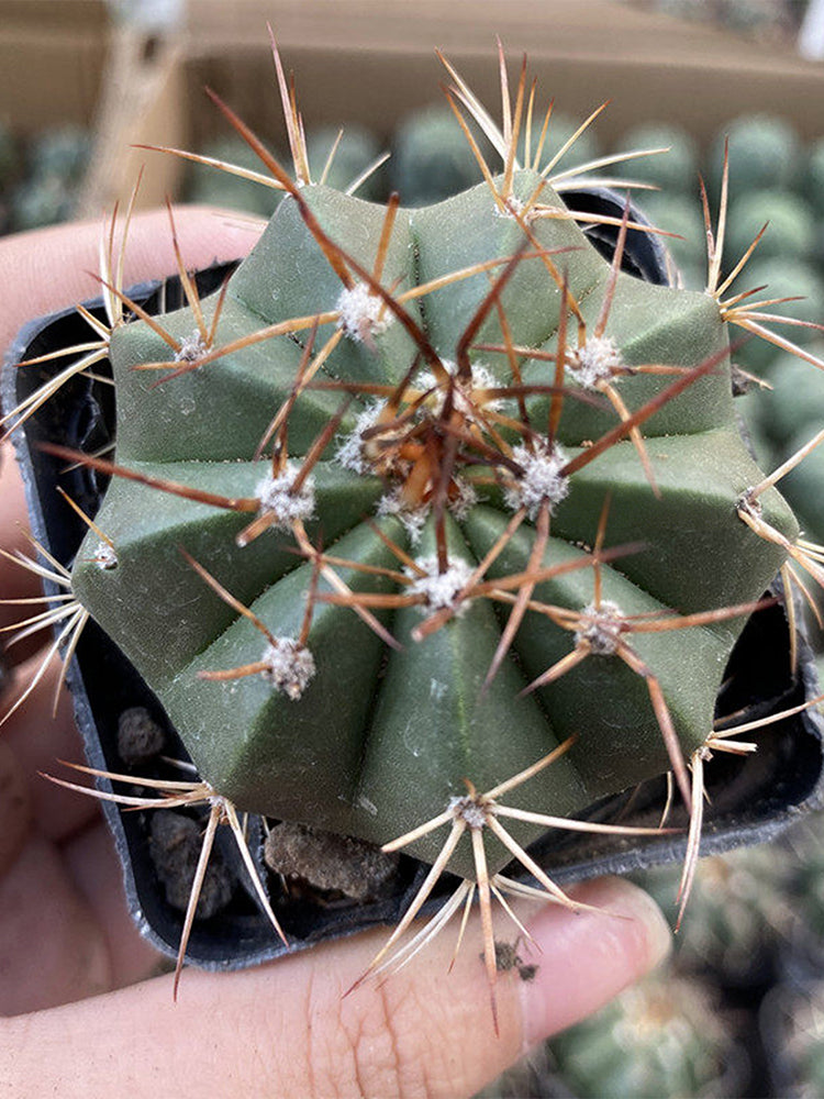 Melocactus amoenus