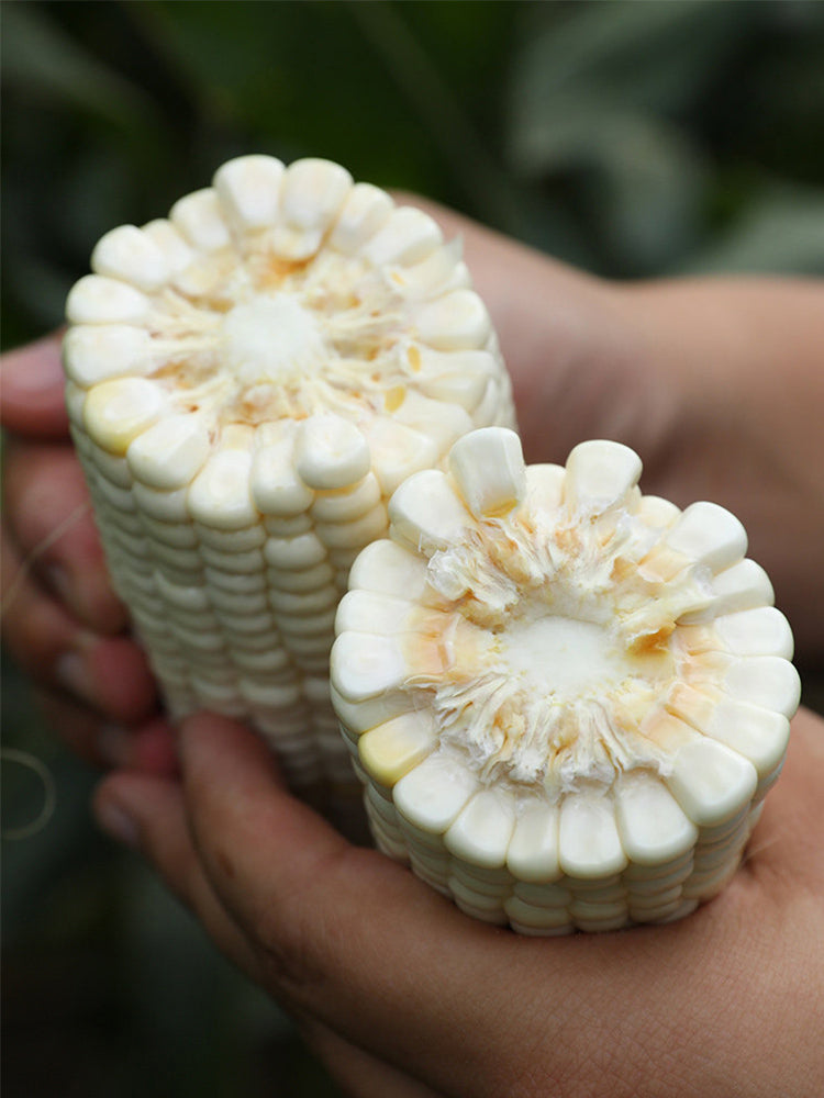 Aotiannuo 75 Sweet Waxy Corn