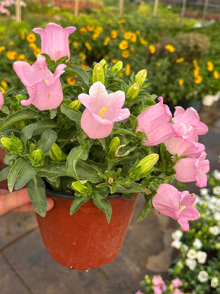 Hezhichun Mixed Color Canterbury Bells