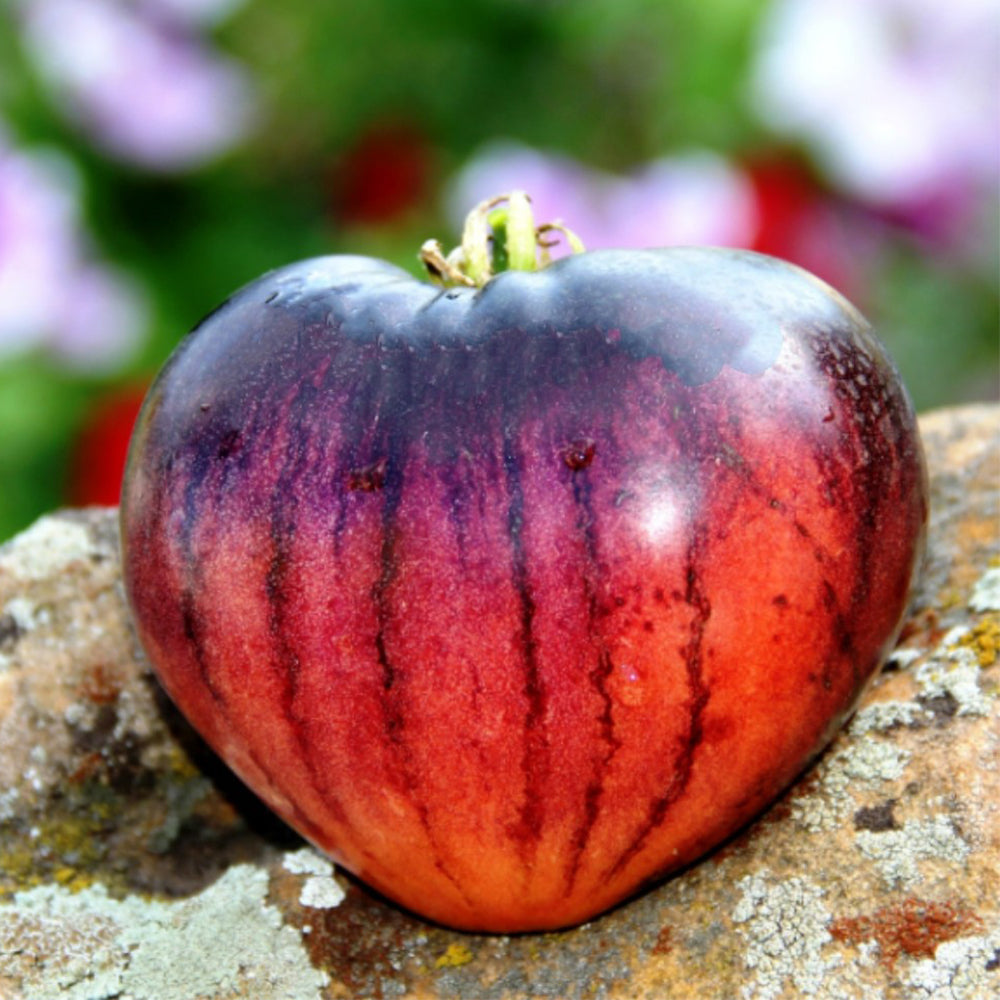 704 KAS/21 Tomato