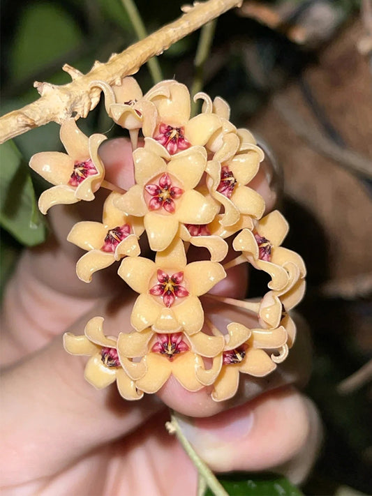 Hoya cutis-Porcelana Unrooted Stem Cuttings