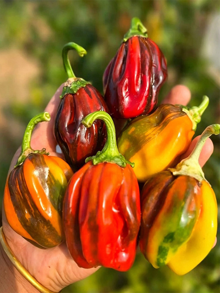 Rainbow Candy Sweet Pepper