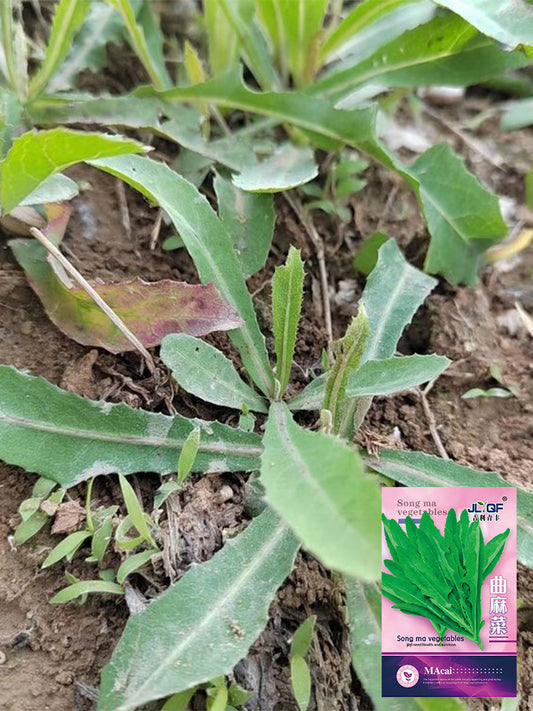 Jiliqingfeng Wild Qumai Chicory