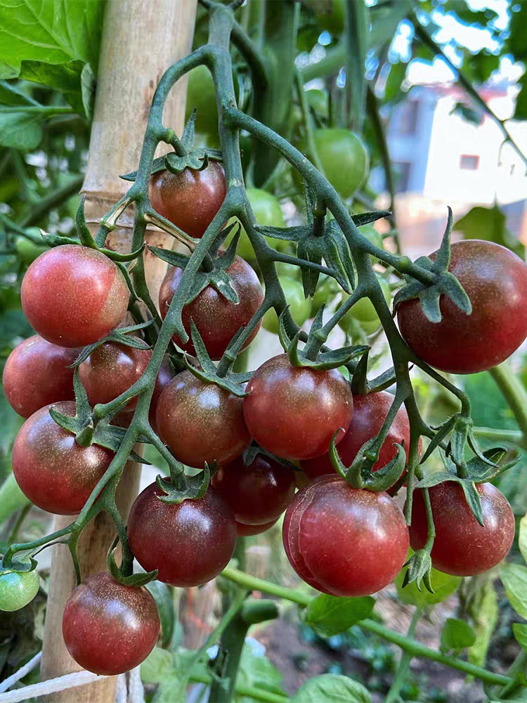 991 Rosella Tomato